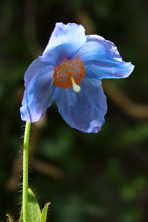 Himalayan blue Poppy / Blauer Scheinmohn, Tibet-Scheinmohn ‘Lingholm’ (Meconopsis x shel