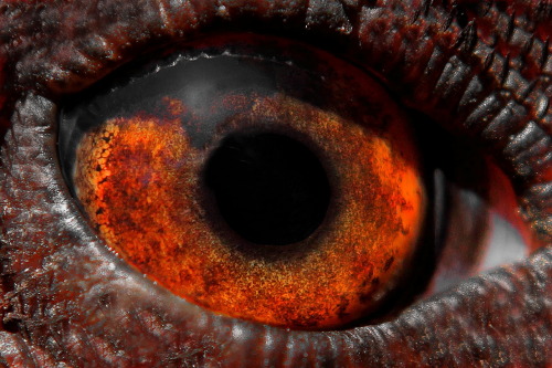 thomas–bombadil:Chicken Eyes #11) Eye of Leghorn Hen2) Eye of Black Copper Maran Hen3) Eye of Barred