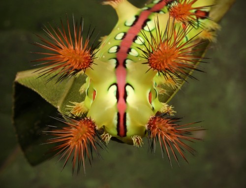 Stinging Nettle Slug Caterpillar (Cup Moth, Setora baibarana, Limacodidae)