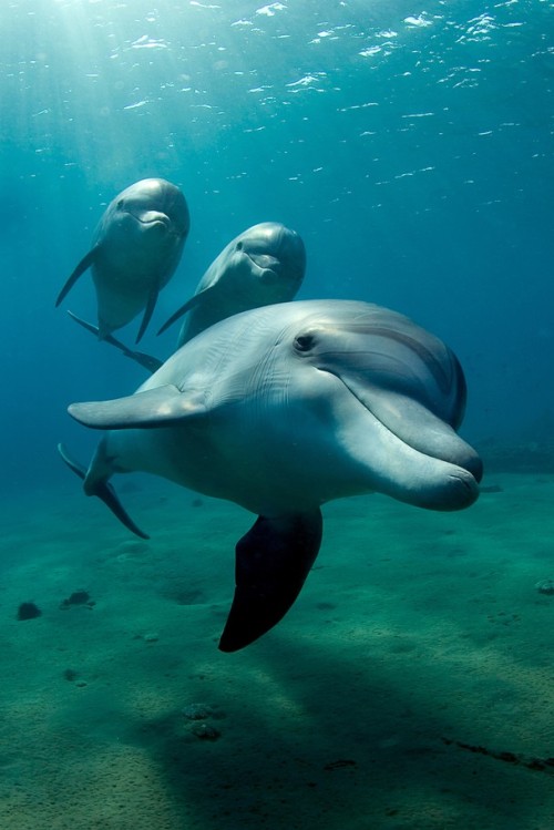 magicalnaturetour:Photo  by Patrick Neumann