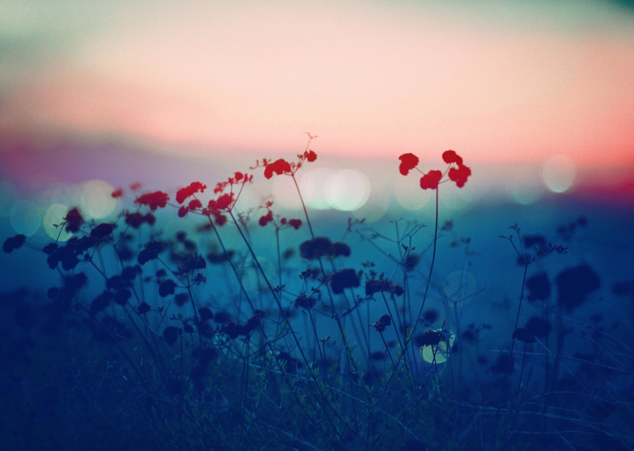 landscape-photo-graphy:  Plantraits by Anthony Samaniego Los Angeles-based photographer Anthony