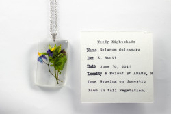 mossofthewoodsjewelry:  Woody Nightshade (Solanum dulcamara)