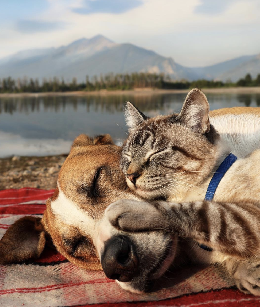 Best friends forever 🐕🐈❤️