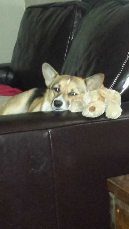 corgiaddict: Cami snuggling with her puppy!