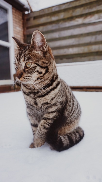 dion-photos: First time playing in the snowJanuary, 2017