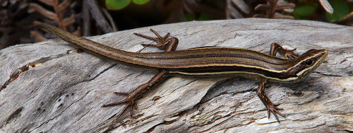 A Moko Skink - Oligosoma moco hanging out on Tiritiri Matangi island - numbers are dwindling on main