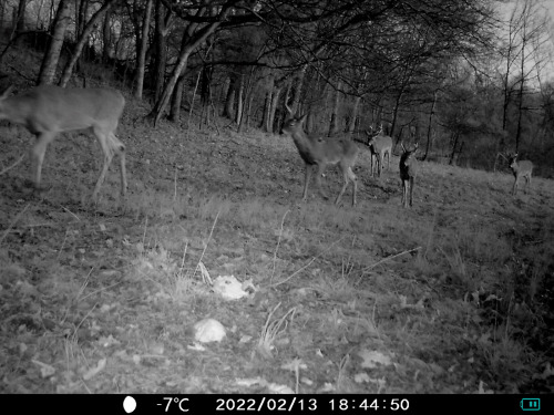 The boys are very proud of their antlers this year—most of them still haven’t shed them!I just inclu