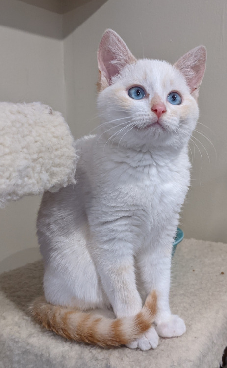 supermodelcats:This beautiful little flame point kitty is named Flick, he’s up for adoption in Aldie