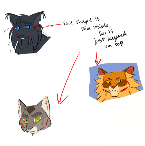 Do You Have Any Tips For Cat Face Shape?? I Struggle To Imagine Anything But Circle