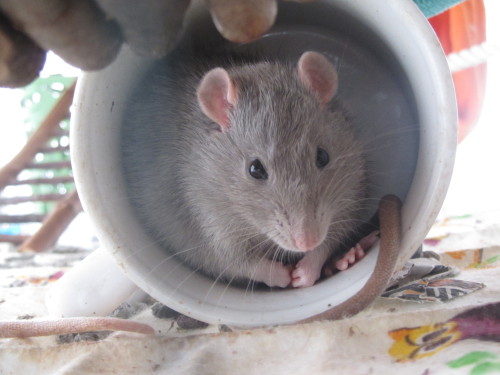 rat-rats:spidersanctuary:Some more rat silliness. Smokey being pretty, Smokey using a hammock in a d