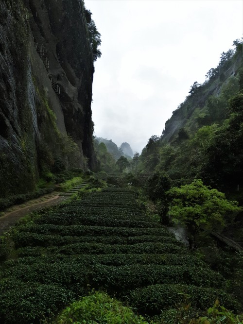 Tea fields on Mount Wuyi, Fujian