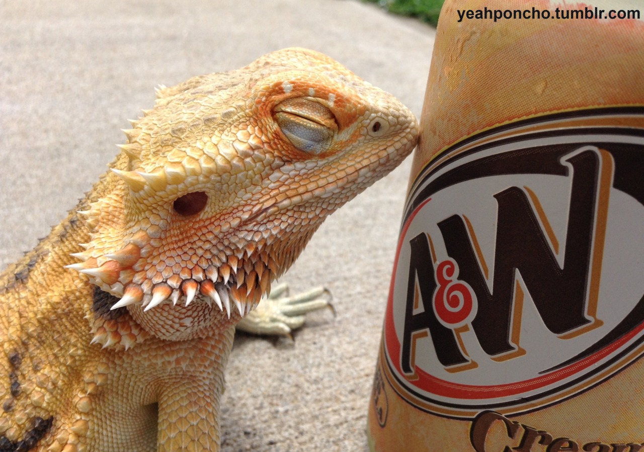 yeahponcho: sometimes she licks my soda can and becomes very confused