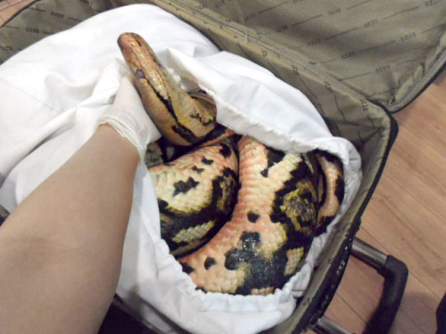 Chapter 1 of Kairo&rsquo;s Book&hellip;.How to sneak a 14 foot python carcass into a hotel room.Answ