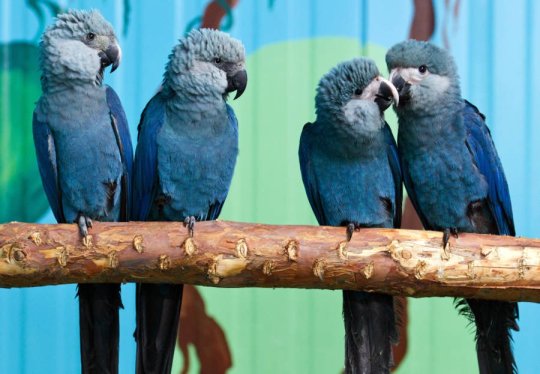 moonymango:  Yo, you guys remember Rio from Blue Sky Studios (Happy Feet, The Peanuts Movie)? Y’know, that movie about a Spix’s Macaw that believes to be the last of his kind? And then finds out that he isn’t? And proceeds to find friends, have
