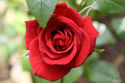 abidish:‘Eye of the rose’ - climbing rose.