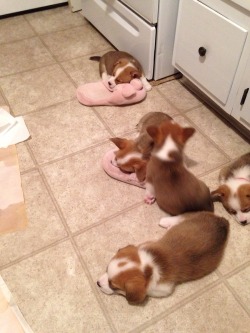 corgi-addict:  I tried to walk away and walked right out of my slippers.