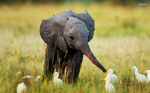 spockisgaypassiton: to anyone having a bad day im so sorry also here are some pictures of baby elephants  feel better friend 