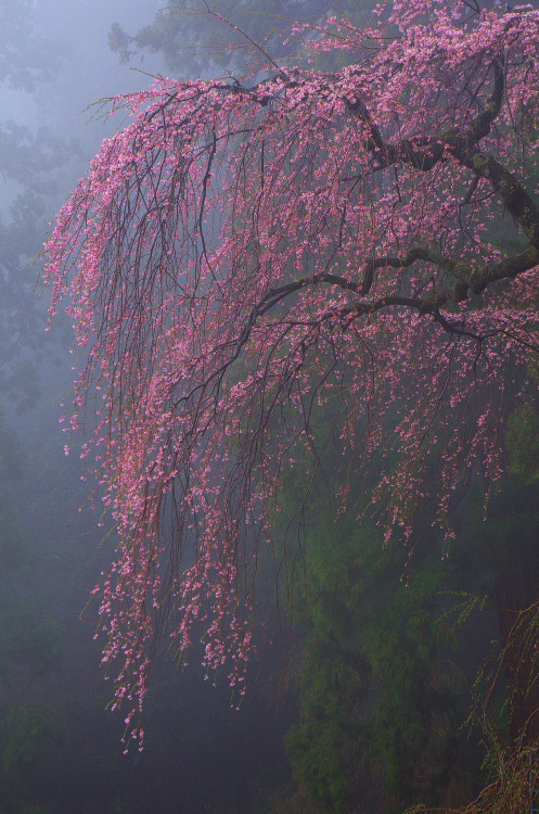 90377: 桜雨 by Tomohiro Moteki