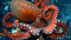 tentaclegarden:  littlepawz:Giant Pacific