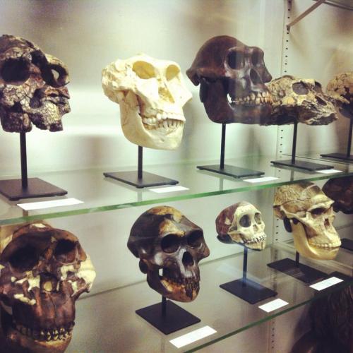 theoddmentemporium:  The Dead Zoo The Natural History Museum of Ireland, sometimes called The Dead Zoo, is a branch of the National Museum of Ireland in Dublin which houses around 10,000 taxidermy specimens from around the world, some of which have since