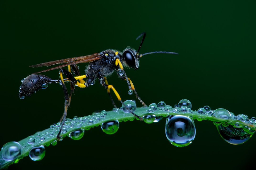 staceythinx:  The finalists have been announced for this year’s Smithsonian Photo