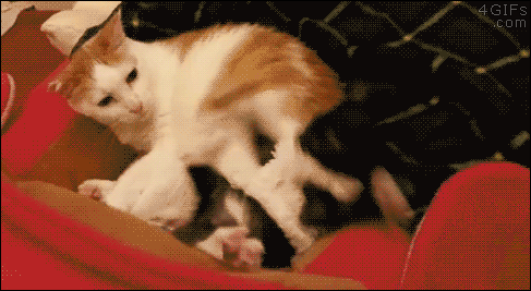 tumblr_ns2ltd57Fn1uuyy36o1_500.gif