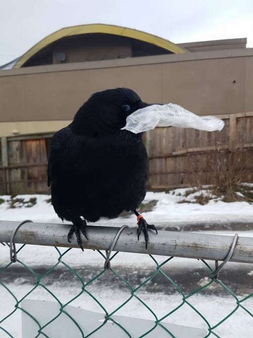 everythingisahoax:I, for one, welcome our Corvid overlords. @jaune-arc is it wrong that I imagine yo
