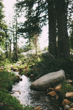eartheld:  lastinq:  kodiiakk:  vhord:strictly nature  for the wild heart    //nature//  mostly nature