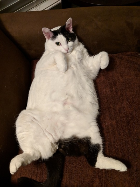  lazy  fat  cat  Tumblr