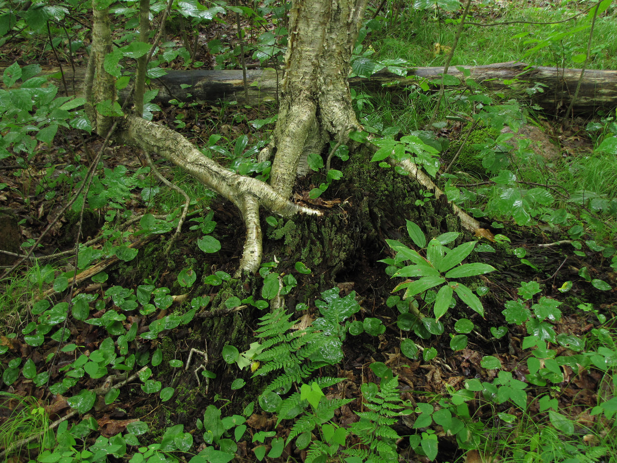 flowerfood:  Part two of the trip to Chequamegon-Nicolet National Forest (part one