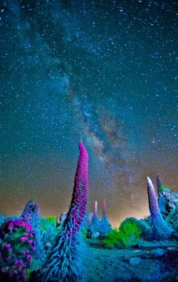 stellar-indulgence:  Milky Way over Tajinaste Teide National Park, Spain.  Credit: Roberto Porto