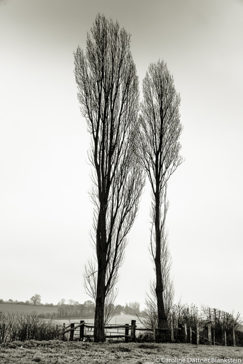 Tirage vendu &hellip; / Sold !   :)« Two for tree » © Collection Le Perche-Normandie90X60 ((35′X23′)