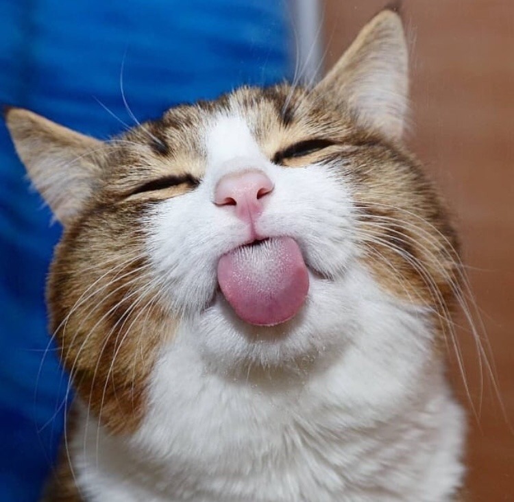 friendly-animals:  Follow me for more cute animals! (: