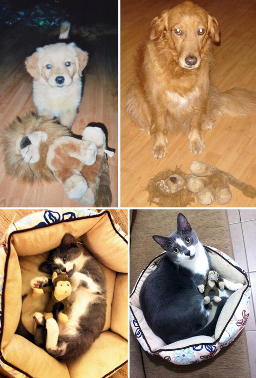 Sex tastefullyoffensive:  Cats and Dogs Growing pictures