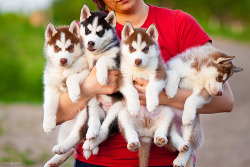 freeyourwildsoul:  I seriously need a husky