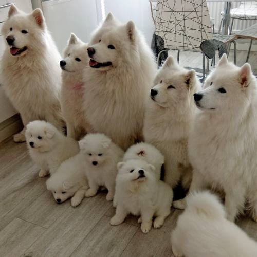 doggosource:goals