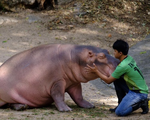 People In My Inbox Trying To Accuse Khao Kheow Zoo Of Abusing Moo Deng And Acting Like They Are Experts