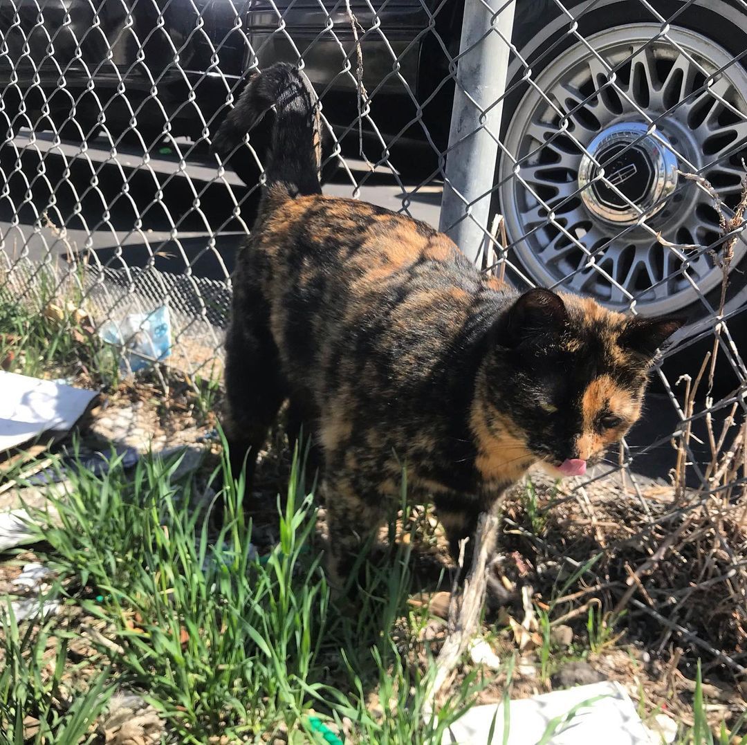 Friendly tortie feral I feed by my house. #cats #catsofinstagram #cats_of_instagram #meow
https://www.instagram.com/p/CNGC6sTjNwJ/?igshid=14ajmxdaeq9b2