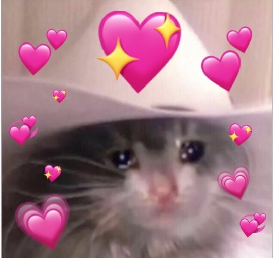 Reaction Pics Loving Cats Reaction Pics Loving Cats