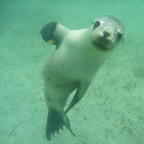 High five anyone?! ▂▂▂▂▂▂▂▂▂▂▂▂▂▂▂▂▂▂▂▂ To check out our videos please follow @calypsostarcharters.v