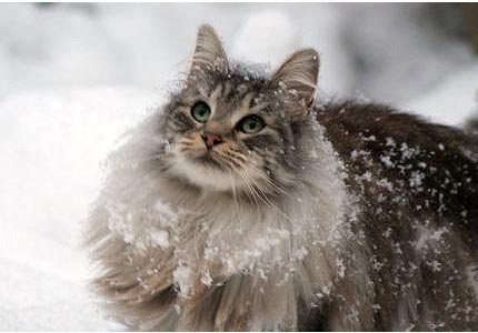  NORWEGIAN FOREST CATS 