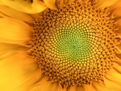 Cos’è la serie di numeri di Fibonacci? Leonardo Pisano detto il Fibonacci (1175-1250), 