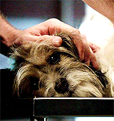 hoechloin:  teen wolf + cute puppies 