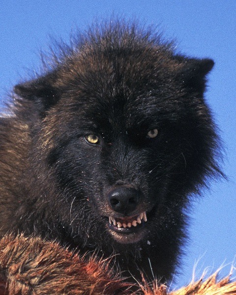 wolveswolves:  Source 