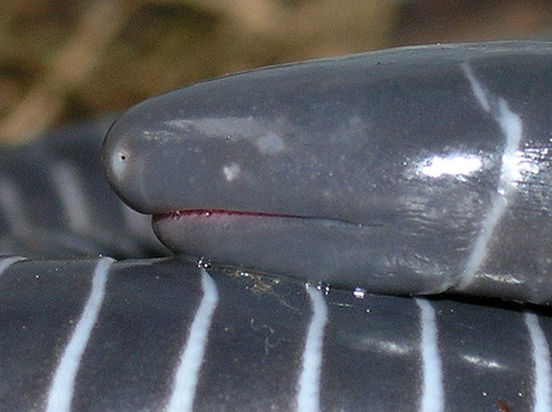 themesozoicsperm: Caecilians’ teeth are so metal. Nothing you will expect from