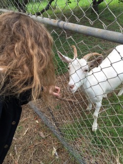 rapekittn:  rapeb8:  🐐  FRIEND