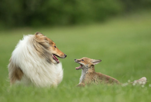 baskingsunflower: sistahmamaqueen: awesome-picz: Dog Adopts A Baby Fox After His Mom Died In A Car A
