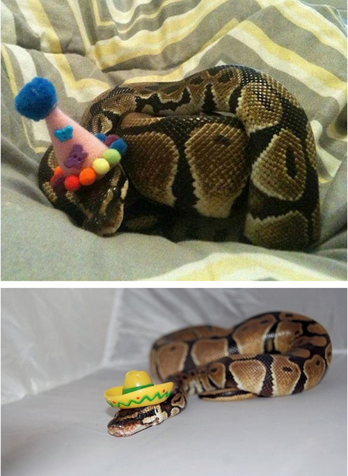 mkdremareriser:  suupersnek:  zooophagous:  ashashi-corner:  Okay who was brave enough to put a tiny hat on a golden cobra because woah  SNAKES IN HATS  The fact that somebody put a hat on a cobra kills me  i especially like the cobra one 