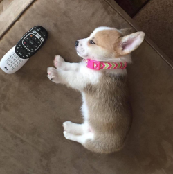 dawwwwfactory:  Tiny corgi Click here for