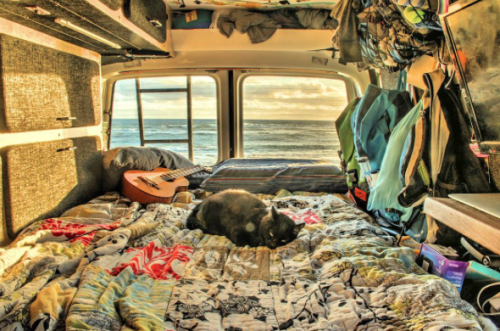 catsbeaversandducks: Rich &amp; Willow - Traveling Cat “Quit my job, sold my house and all